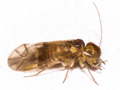 Peripsocus milleri